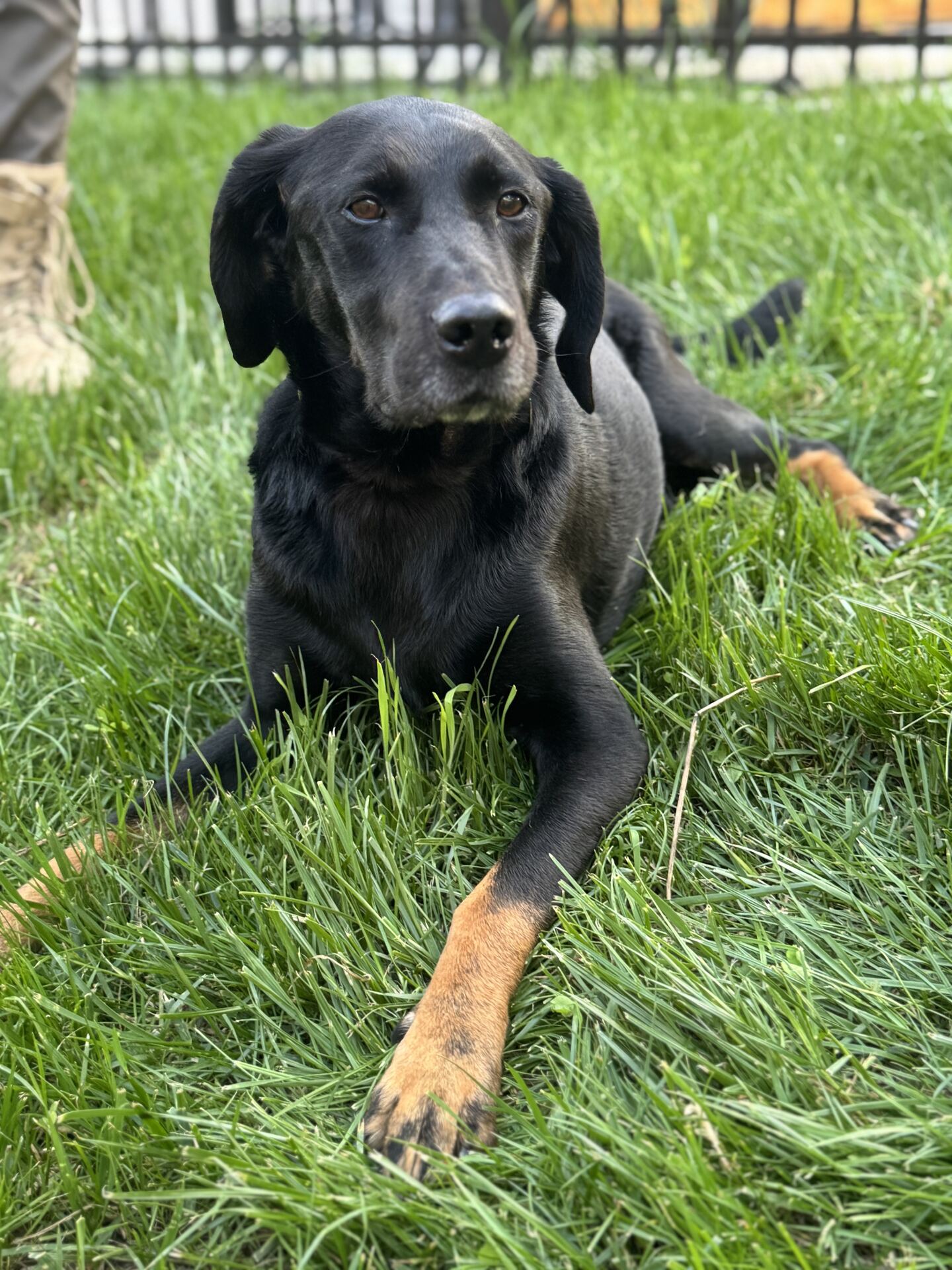Jethro, Lexie's rescue dog