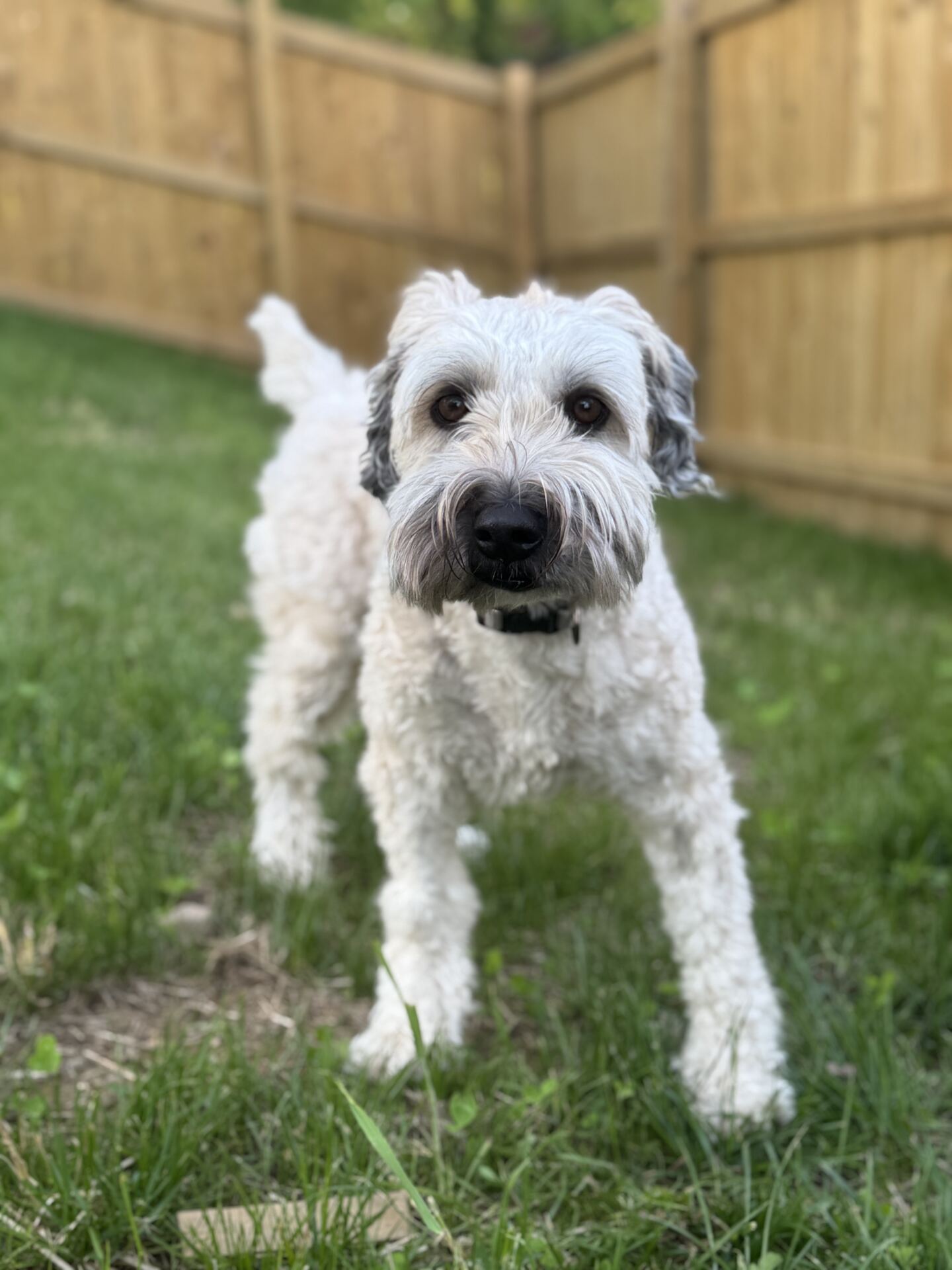 Nella, Lexie's rescue dog